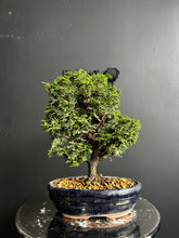 將圖片載入圖庫檢視器 日本🇯🇵津山檜Hinoki Chamaecyparis Obtusa(附上影片)
