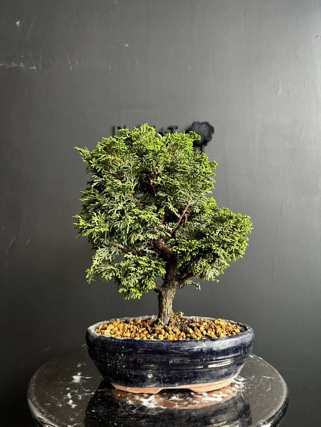 日本🇯🇵津山檜Hinoki Chamaecyparis Obtusa(附上影片)