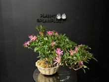 將圖片載入圖庫檢視器 日本🇯🇵皐月杜鵑 花瓶 Satsuki azalea Rhododendron
