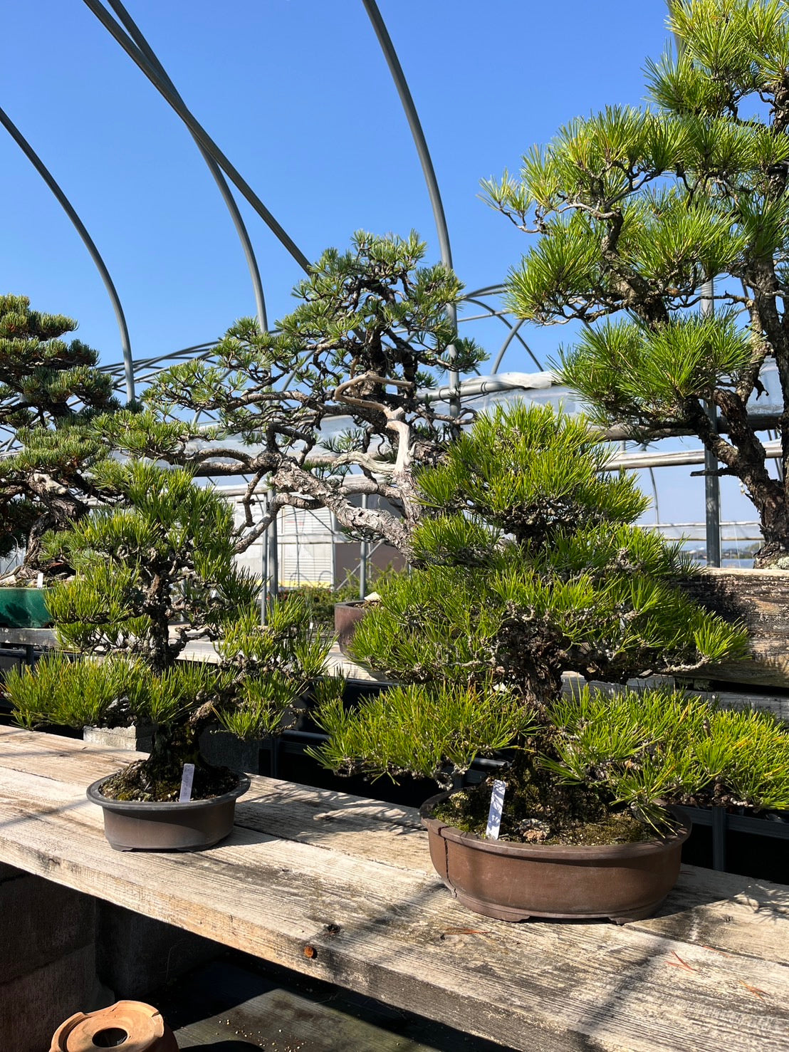 Japan🇯🇵Too dry Black Pine (video attached)