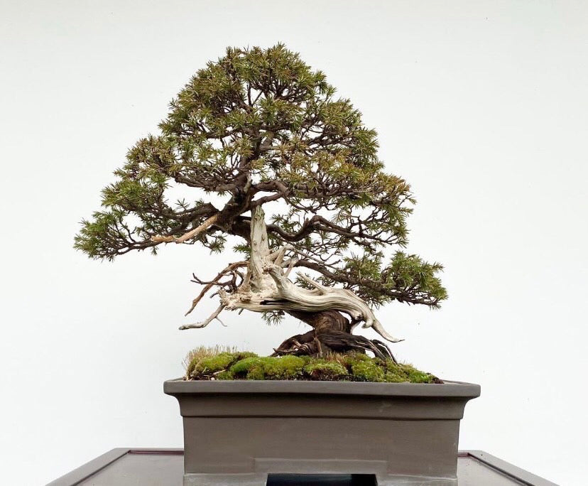 預購日本🇯🇵山採杜松 伊達譽 Juniperus rigida (附上影片)