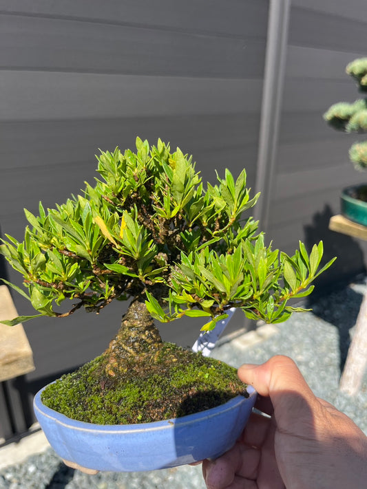 日本清譽梔子花盆景 高18cm 樹齡約15年 實拍 - PLAN+T