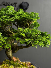 Load an image into the library viewer Japan🇯🇵Tsuyama Hinoki Chamaecyparis Obtusa (video included)

