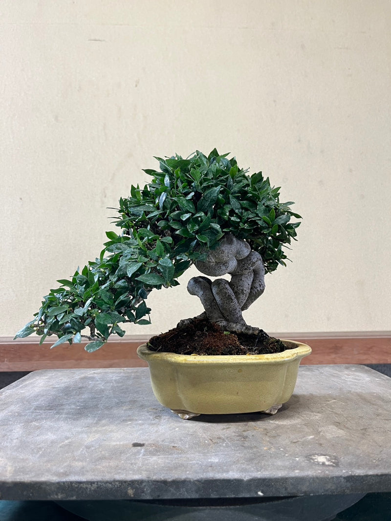 預購日本“清譽”梔子花