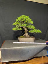 Load an image into the library viewer Pre-order Japan🇯🇵Black Pine Harvesting (Video Attached)
