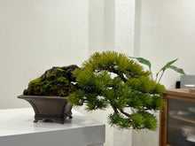 Load image into Gallery viewer, 預訂日本🇯🇵山採吾妻五葉松 鉢
(美芸) Japanese White Pine
