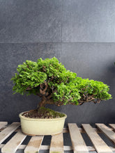 Load images into the gallery viewer 日本🇯🇵津山檜Chamaecyparis obtusa （附上影片）
