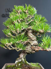 Load image into Gallery viewer, 日本🇯🇵太幹 黑松 Black Pine (附上影片)
