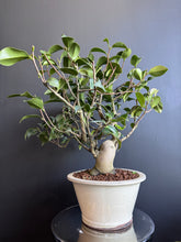 將圖片載入圖庫檢視器 日本🇯🇵山茶花 茶梅 岀雲大社Camellia Sasanqua (附上影片)
