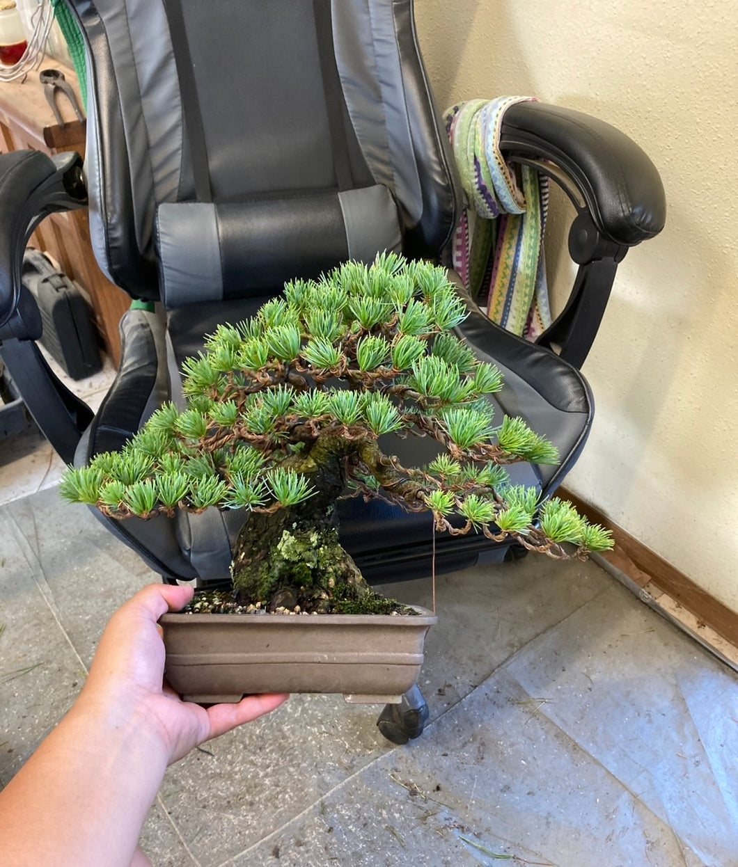 預購日本🇯🇵山採 小葉性 逸品 五葉松 Japanese White Pine (附上影片)