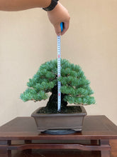 將圖片載入圖庫檢視器 預購日本🇯🇵五葉松 模樣木Japanese white pine (附上影片)
