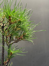 Load image into Gallery viewer, 日本🇯🇵黑松 叢林式 Black Pine / Pinus Thunbergii (附上影片)
