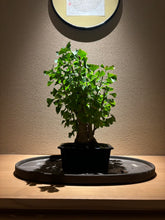 將圖片載入圖庫檢視器 日本🇯🇵銀杏Ginkgo Biloba (附上影片)
