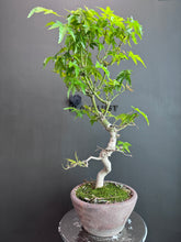 將圖片載入圖庫檢視器 日本🇯🇵もみじ紅葉 Acer Palmatum (附上影片)

