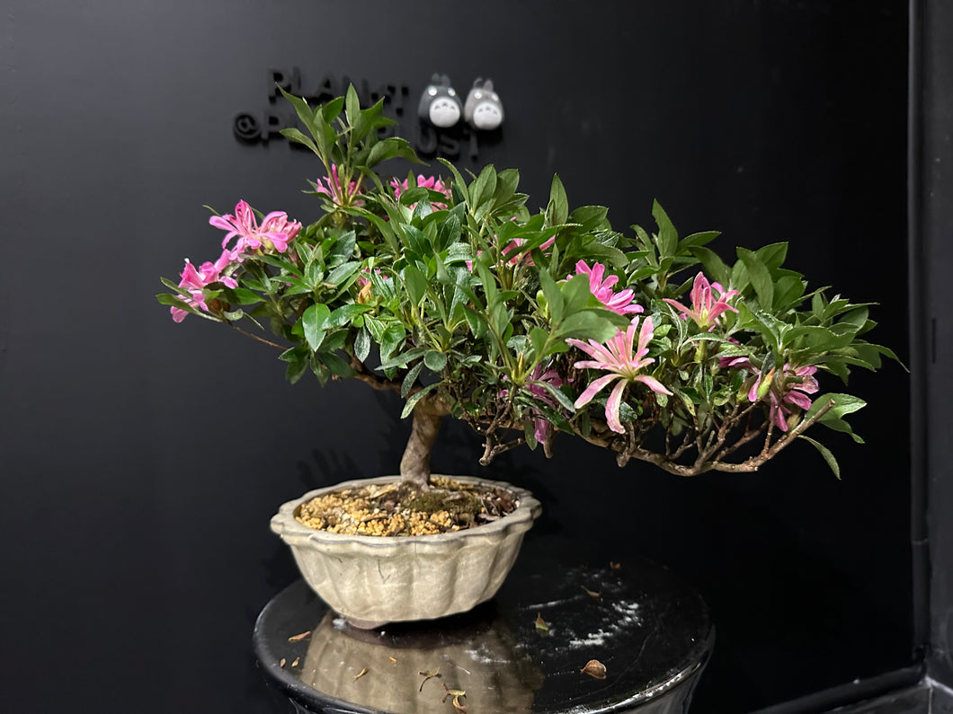 日本🇯🇵皐月杜鵑 花瓶 Satsuki azalea Rhododendron