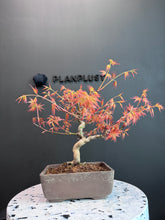 Load images into the gallery viewer Japan🇯🇵Momiji Red Leaf Osmanthus (Acer Palmatum) (with video attached)
