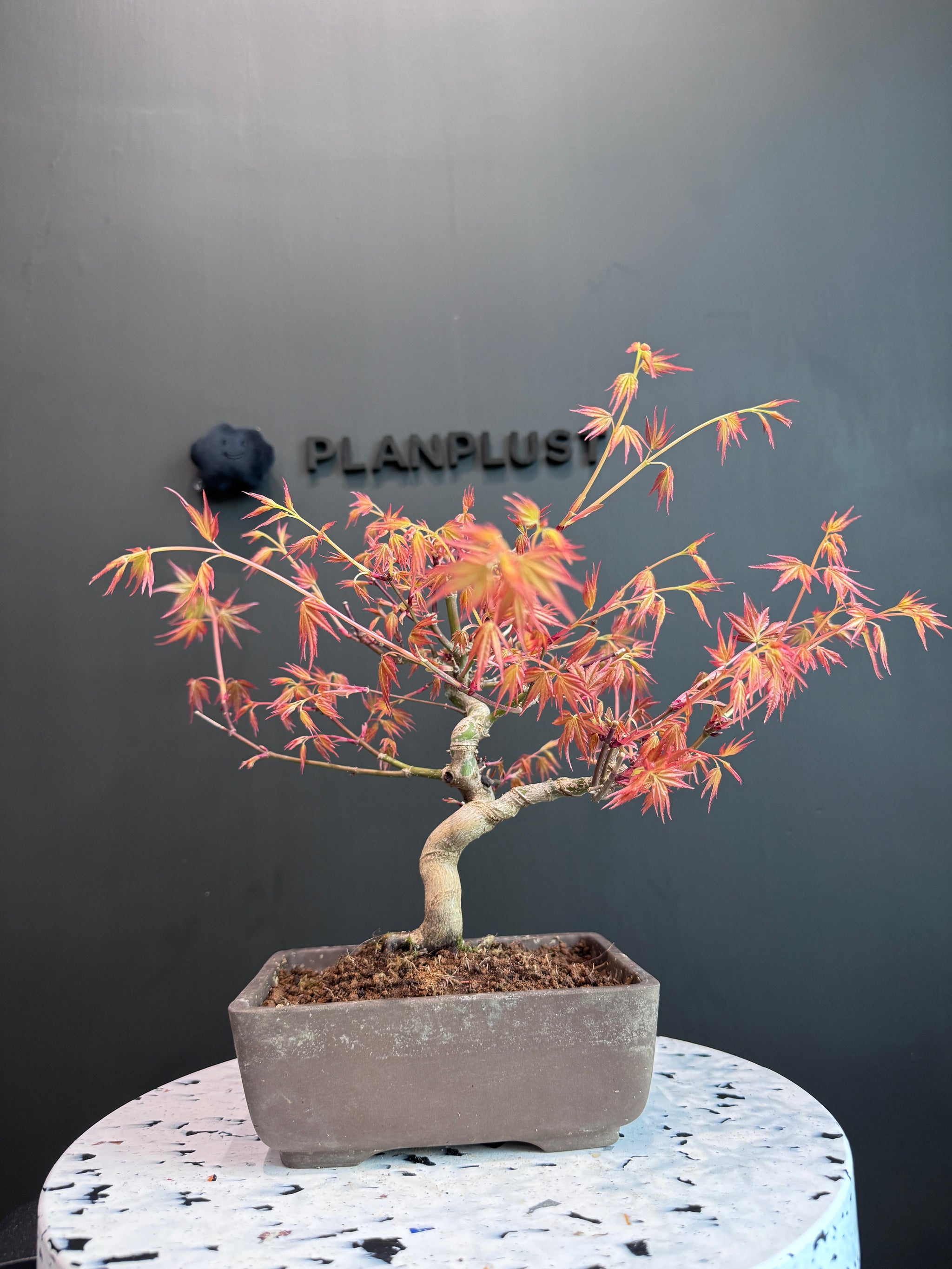JapanMomiji Red Leaf Osmanthus (Acer Palmatum) (with video attached)   BONSAI PLAN+T