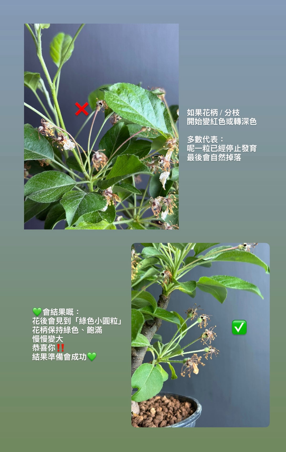 2026年 準備接受預購10月尾到港 日本🇯🇵姫リンゴ姫蘋果🍎HIME RINGO (結果階段)