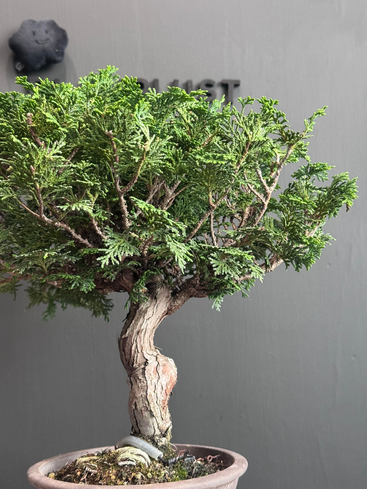日本🇯🇵津山檜Chamaecyparis obtusa （附上影片）