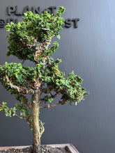 將圖片載入圖庫檢視器 日本🇯🇵石化檜Sekka Hinoki Cypress セッカヒノキ (附上影片)
