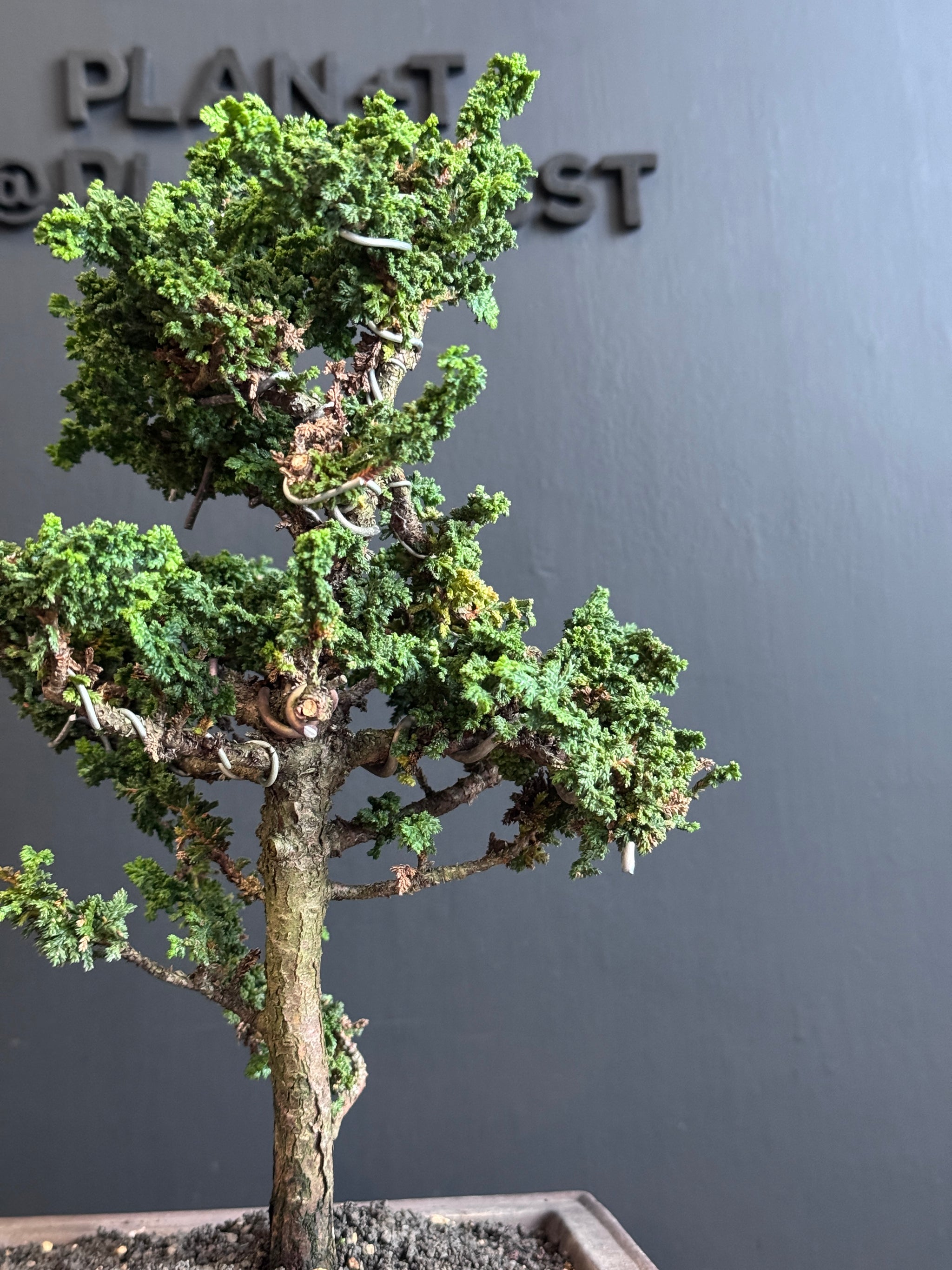 日本🇯🇵石化檜Sekka Hinoki Cypress セッカヒノキ(附上影片) – BONSAI