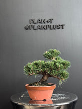 將圖片載入圖庫檢視器 日本🇯🇵黑松 千壽丸 Black Pine (附上影片)
