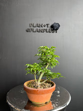 將圖片載入圖庫檢視器 日本🇯🇵楓葉 獅子頭 紅葉 もみじAcer palmatum (附上影片)
