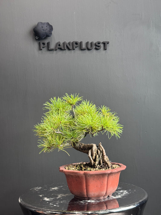 Japan🇯🇵Japanese White Pine (with video)