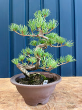 將圖片載入圖庫檢視器 預訂日本🇯🇵五葉松 Japanese white pine
