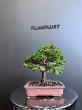 將圖片載入圖庫檢視器 日本🇯🇵津山檜Hinoki Chamaecyparis Obtusa ヒノキ (附上影片)
