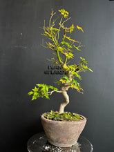 將圖片載入圖庫檢視器 日本🇯🇵楓葉 紅葉 もみじAcer palmatum (附上影片)
