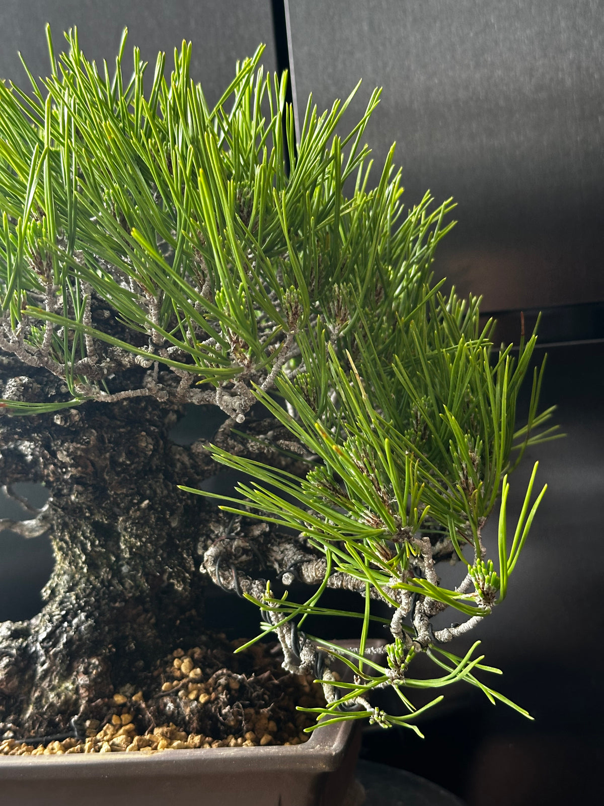 日本🇯🇵太幹三河黑松 貴風size Japanese Black Pine (附上影片)