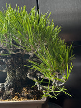 Load an image into the library viewer Japan🇯🇵Too Dry Sanhe Black Pine (Video Attached)
