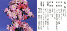 Load image into Gallery viewer, 預購日本🇯🇵皐月杜鵑 桃香Satsuki azalea Rhododendron (附上影片)
