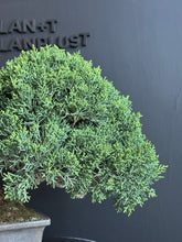 將圖片載入圖庫檢視器 日本🇯🇵四國真柏Shikoku Shimpaku Juniper (附上影片)

