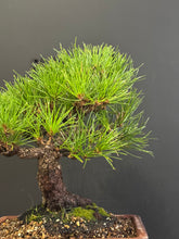 Load image into Gallery viewer, 日本🇯🇵山採太幹 黑松 Black Pine (附上影片)
