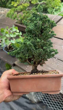 將圖片載入圖庫檢視器 預購日本🇯🇵 石化檜「雅」 雲龍八房 Miyabi Sekka Hinoki (附上影片)
