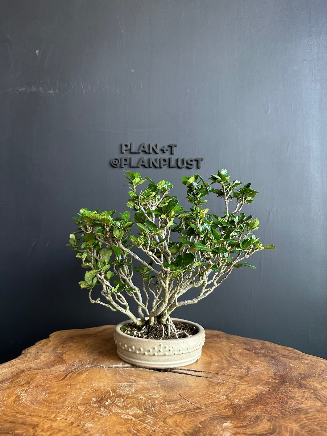 日本🇯🇵梔子花クチナシ Gardenia Jasminoides (附上影片)