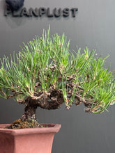 Load images into the gallery viewer 日本🇯🇵黑松 Japanese Black Pine (附上影片)
