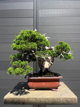 將圖片載入圖庫檢視器 預購日本🇯🇵逸品 糸魚川真柏 Japanese Itoigawa Shimpaku (附上影片)
