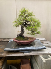 將圖片載入圖庫檢視器 預購日本🇯🇵黑松Black Pine (附上影片)

