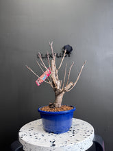 將圖片載入圖庫檢視器 日本🇯🇵染井吉野桜よしのざくらYoshino Sakura (附上影片)
