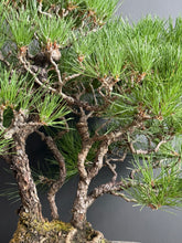 將圖片載入圖庫檢視器 日本🇯🇵黑松 Japanese Black Pine (附上影片)
