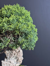 將圖片載入圖庫檢視器 日本🇯🇵四國真柏 附石 Shikoku Shimpaku Juniper (附上影片)
