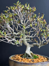 Loading images into the library viewer Japan🇯🇵Satsuki Azalea Rhododendron (video attached)
