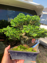 Load an image into the library viewer Japan🇯🇵Tsuyama Hinoki Chamaecyparis Obtusa (video included)
