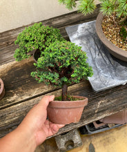 Load images into the gallery viewer 預購日本🇯🇵石化檜Sekka Hinoki Cypress セッカヒノキ (附上影片)
