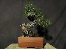 Load image into Gallery viewer, 預訂日本🇯🇵 赤松 Red Pine / Pinus Densiflora
