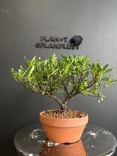 將圖片載入圖庫檢視器 日本🇯🇵梔子花クチナシ Gardenia Jasminoides (附上影片)
