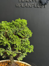 Load an image into the library viewer Japan🇯🇵Tsuyama Hinoki Chamaecyparis Obtusa (video included)

